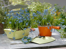 Muscari 'Blue Magic' (Grape hyacinths) in roaster and fondue pot