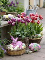 Tulipa 'Ballade' magenta-weiß, 'Leen van der Mark' rot-weiß (Tulpen)