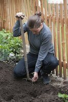 Planting vine by garden fence 1