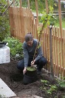 Plant wine on garden fence