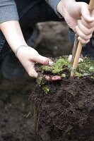 Wein an Gartenzaun pflanzen 7