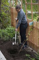 Planting vines along the garden fence