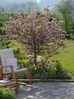 Malus Sargentii 'Rosea' (Zierapfelbaum), Tulipa (Tulpen), Erysimum