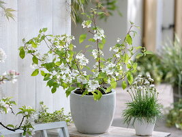 Viburnum plicatum (Japanese snowball) and Armeria maritima 'Alba'.