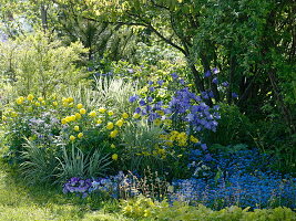 Blau-gelbes Beet mit Trollius europaeus (Trollblumen), Campanula persicifolia