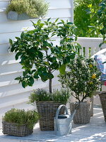 Duftbalkon mit Citruspflanzen und Kräutern