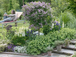 Syringa meyeri 'Palibin' (Dwarf Lilac) stem, Lupinus polyphyllus 'Fräulein' (Miss)