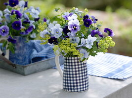 Viola wittrockiana (Pansy) and Alchemilla (Lady's Mantle)