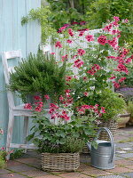 Pelargonium grandiflorum 'Clarion Violet', rosemary