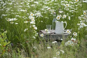 Alte Weinkiste umgedreht als Tisch in Margeriten - Wiese