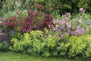 Weigelia 'Bristol Ruby' rot, 'Styriaca' rosa (Weigelien), Alchemilla mollis