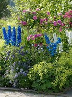 Sommerbeet mit Rosen und Rittersporn