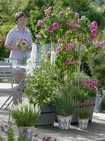 Rosa 'Gertrude Jekyll' (Englische Duftrose), öfterblühend, Delphinium elatum