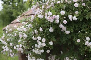 Rosa 'Paul's Himalayan Musk' (Einmalblühende Ramblerrose)