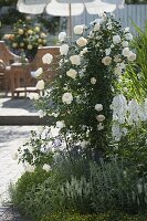 Rosa 'Uetersener Klosterrose' (Climbing rose) with pleasant wild rose fragrance