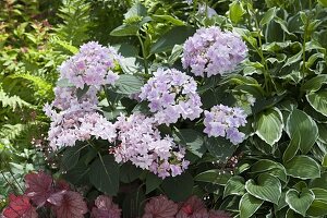 Hydrangea 'You and Me Forever' (hydrangea)
