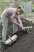 Woman harvesting asparagus (Asparagus), asparagus spear, asparagus basket