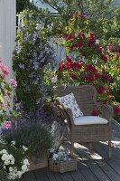 Rosa 'Flammentanz' (Climbing Rose), Clematis 'Juuli' (Wood Vine)