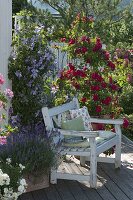 Rosa 'Flammentanz' (Climbing rose), Clematis 'Juuli' (Clematis of the woods)