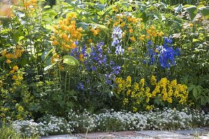 Blue-yellow perennial bed