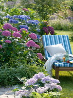 Halbschatten-Beet: Hydrangea macrophylla (Hortensien), Vinca major