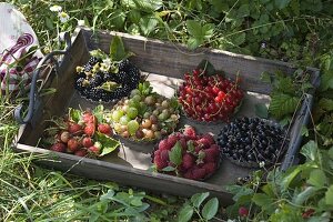 Fruit still life on tray