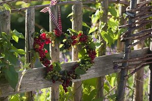 Heart of redcurrants (Ribes) hung on the garden fence