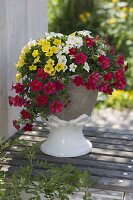 Calibrachoa Celebration Capri 'Gold', 'Red', 'White' (magic bells)