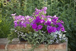 Petunia (Petunien), Helichrysum Petiolare 'Silver Mini' (Strukturpflanze)