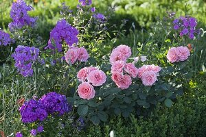 Rosa 'Royal Bonica' (Beetrose) mit stark gefüllten Blüten