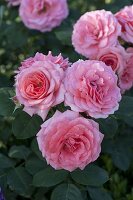 Rosa 'Royal Bonica' (Beetrose) mit stark gefüllten Blüten