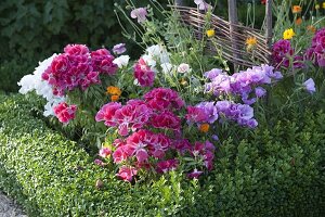 Godetia grandiflora (Sommerazalee, Atlasblume)