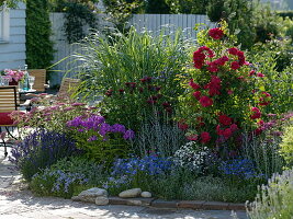 Blue-pink-red bedding: Rosa 'Flammentanz' (climbing rose)