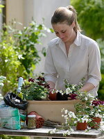 Frau pflanzt rot-weißen Sommerkasten