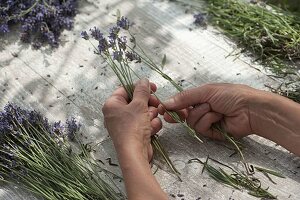 Lavendel - Sträuße zum trocknen vorbereiten