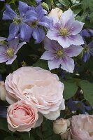 Rosa 'Clair' (Renaissance Rose), Clematis 'Juuli' 'Piilu' (Waldrebe)