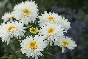 Chrysanthemum maximum 'Goldrausch' (daisy)