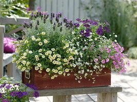 Schopflavendel (Lavandula stoechas), Calibrachoa Celelebration