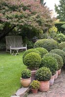 Bench under Acer palmatum 'Arakawa', Buxus in terracotta pots