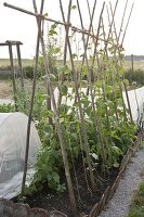 Stangenbohnen (Phaseolus) an Bohnenstangen im Gemüsegarten