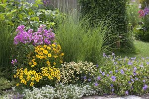 Coreopsis 'Gold Nugget', grandiflora 'Sunchild' and 'Snowberry' (girl's eye)