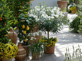 Greek terrace: Olea europaea (olive), Nerium oleander (oleander)