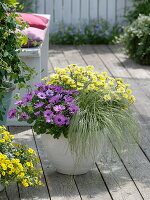 Osteospermum Impassion 'Lavender Rose' (Kapkörbchen), Carex 'Frosted