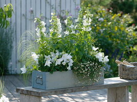 Penstemon cultorum 'Snow Storm', Platycodon grandiflorus