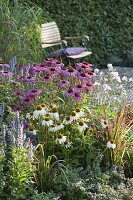 Echinacea purpurea 'Magnus', 'White Swan' (Sonnenhut), Imperata