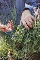 Nach der Blüte wird Lavendel (Lavandula) kräftig zurückgeschnitten