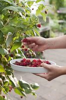 Himbeeren (Rubus) pflücken