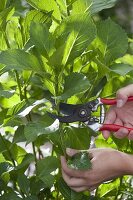 Hydrangeas cutting propagation