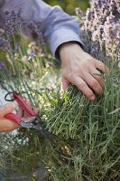 Nach der Blüte wird Lavendel (Lavandula) kräftig zurückgeschnitten