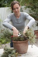 Woman cutting back silver-leaved santolina (Santolina chamaecyparissus)